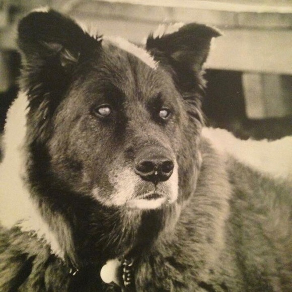 In Loving Memory of my Sabie(6)! 🖤🖤 - Picture 1 of 1